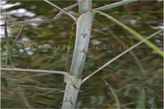 Calamus guruba